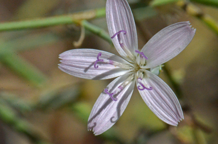 Small Wirelettuce, also called Skeletonplant, has small but pretty flowers which may be pink, white or rose colored. Stephanomeria exigua